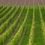 Villa In The Vineyard With Pool, Hottub & Sauna Lendava