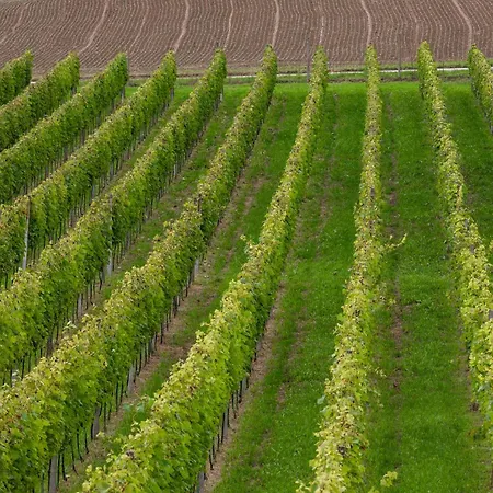 Vila In The Vineyard With Pool, Hottub & Sauna Lendava