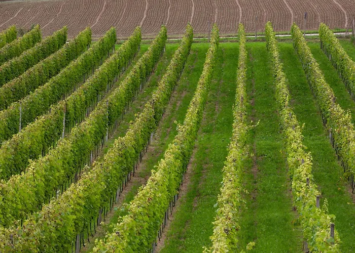 Villa In The Vineyard With Pool, Hottub & Sauna Lendava